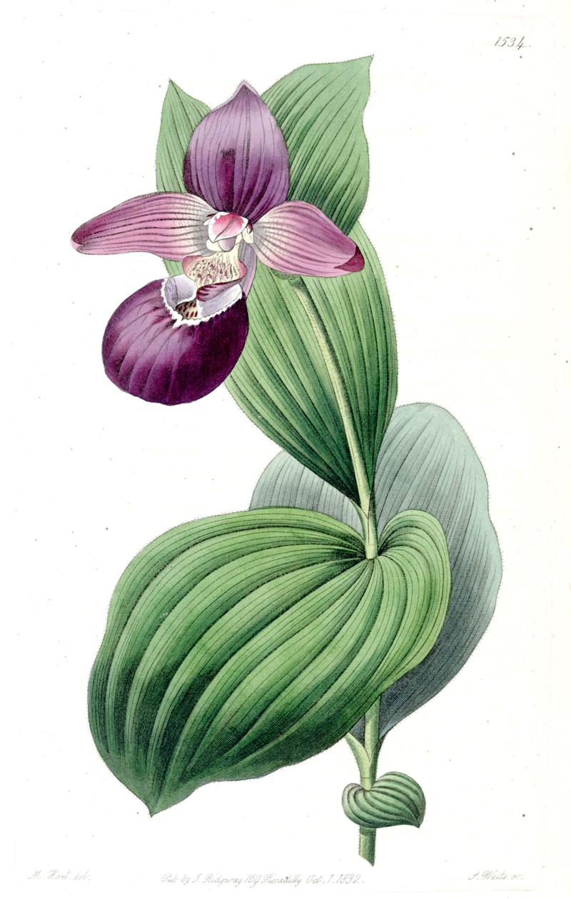 Cypripedium macranthos photo 2
