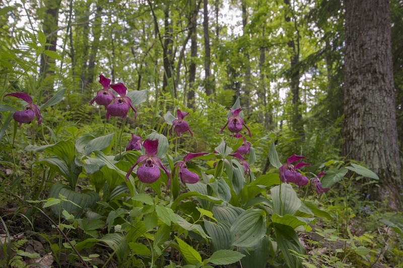 Cypripedium macranthos photo 3
