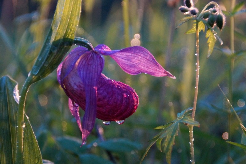 Cypripedium macranthos photo 4