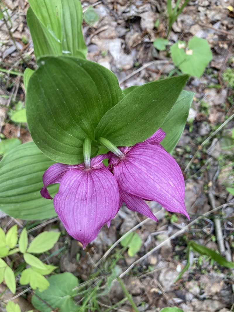 Cypripedium macranthos photo 5