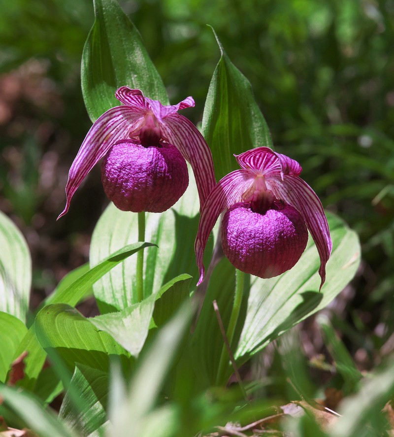 Cypripedium macranthos photo 6
