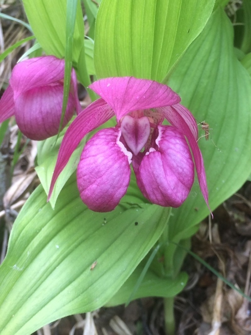 Cypripedium macranthos photo 7