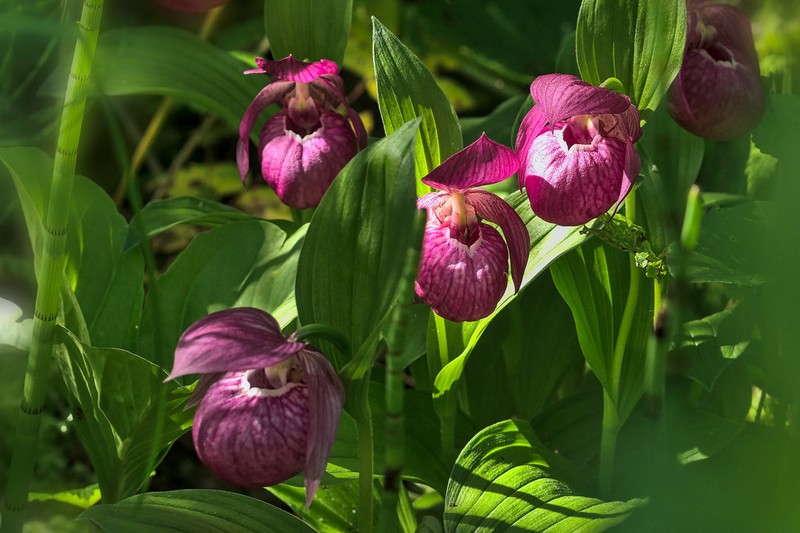 Cypripedium macranthos photo 8