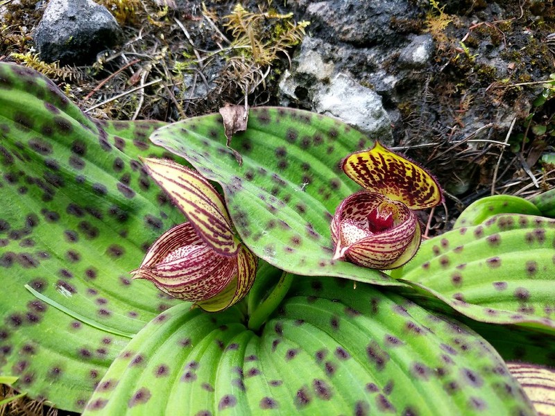 Cypripedium margaritaceum photo 2