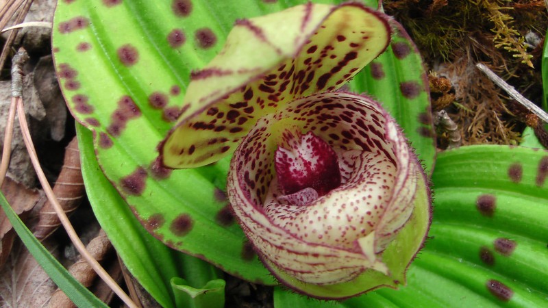 Cypripedium margaritaceum photo 3