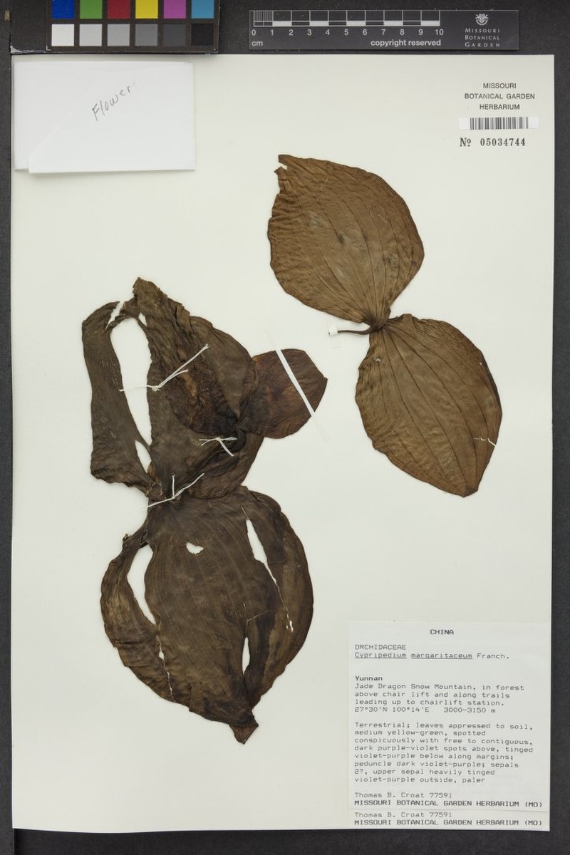 Cypripedium margaritaceum photo 4