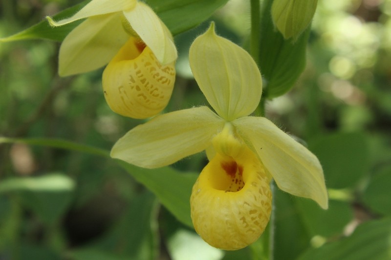 Cypripedium molle