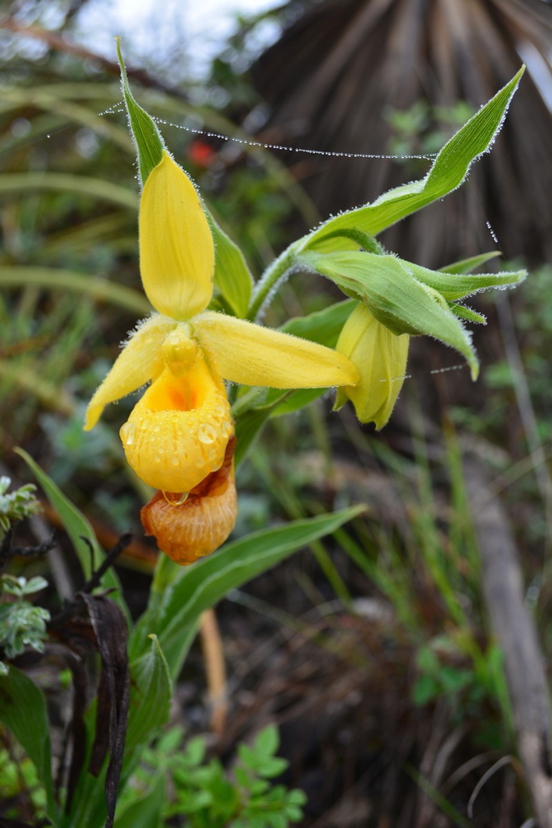 Cypripedium molle photo 2