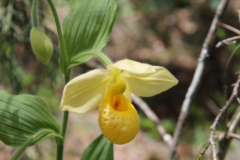 Cypripedium molle photo 3