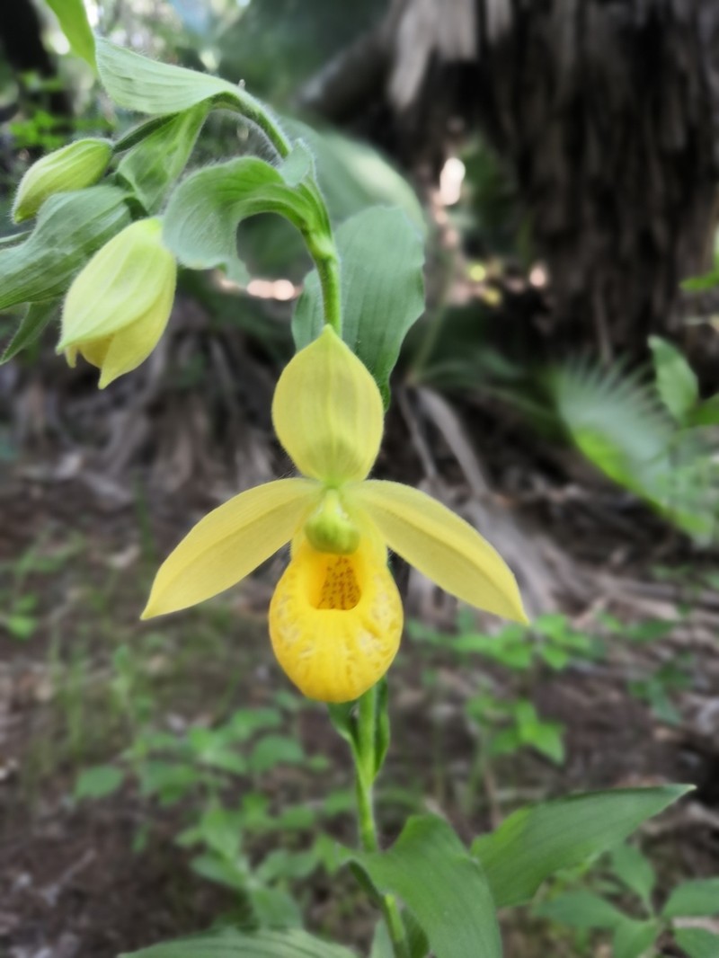 Cypripedium molle photo 4
