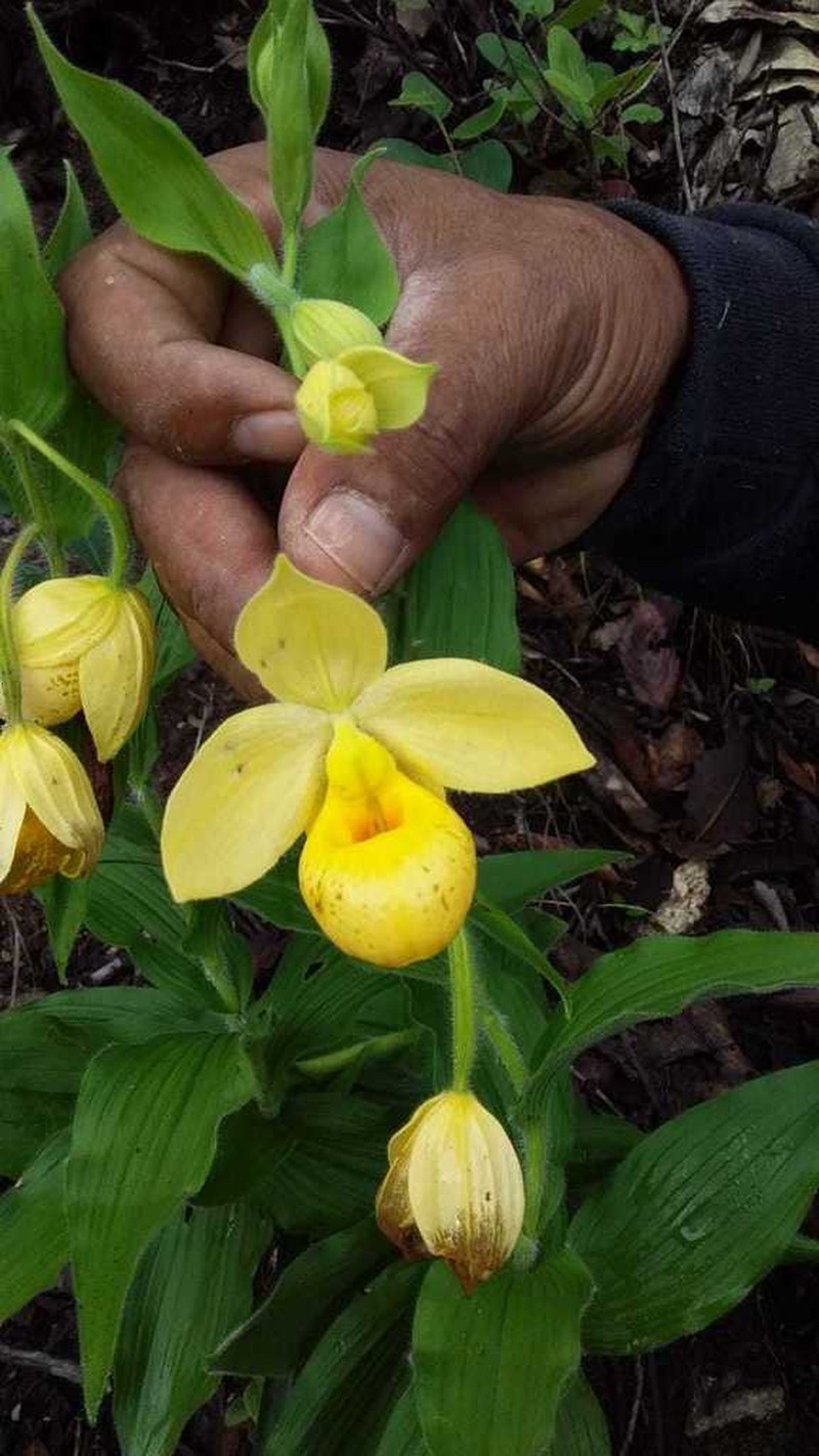 Cypripedium molle photo 5