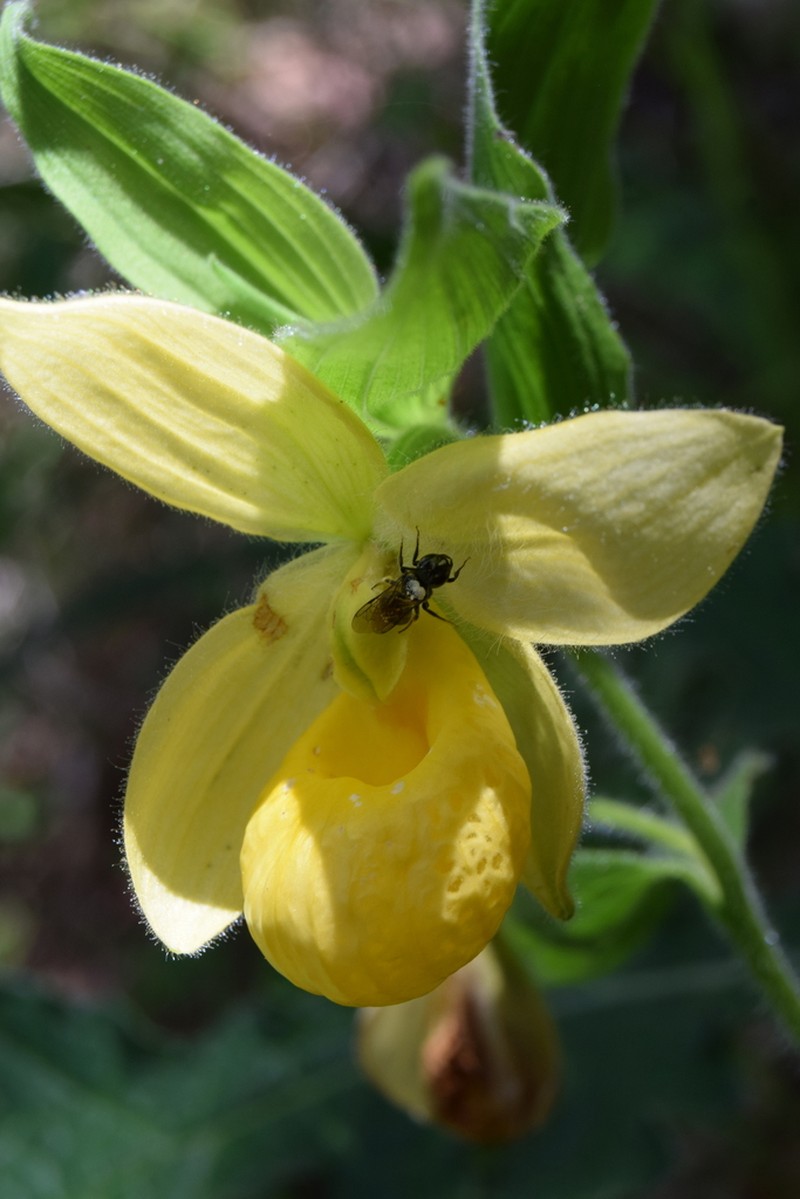 Cypripedium molle photo 6
