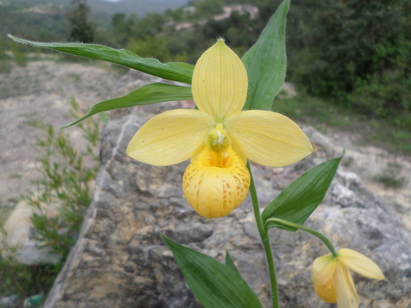 Cypripedium molle photo 7