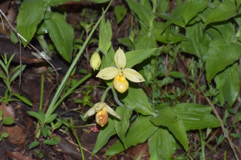 Cypripedium molle photo 8