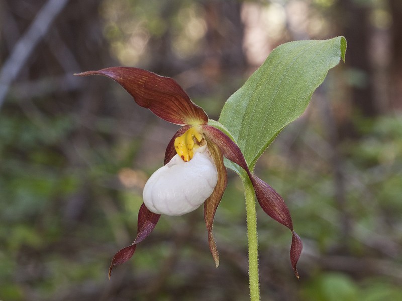 Mountain Lady's Slipper