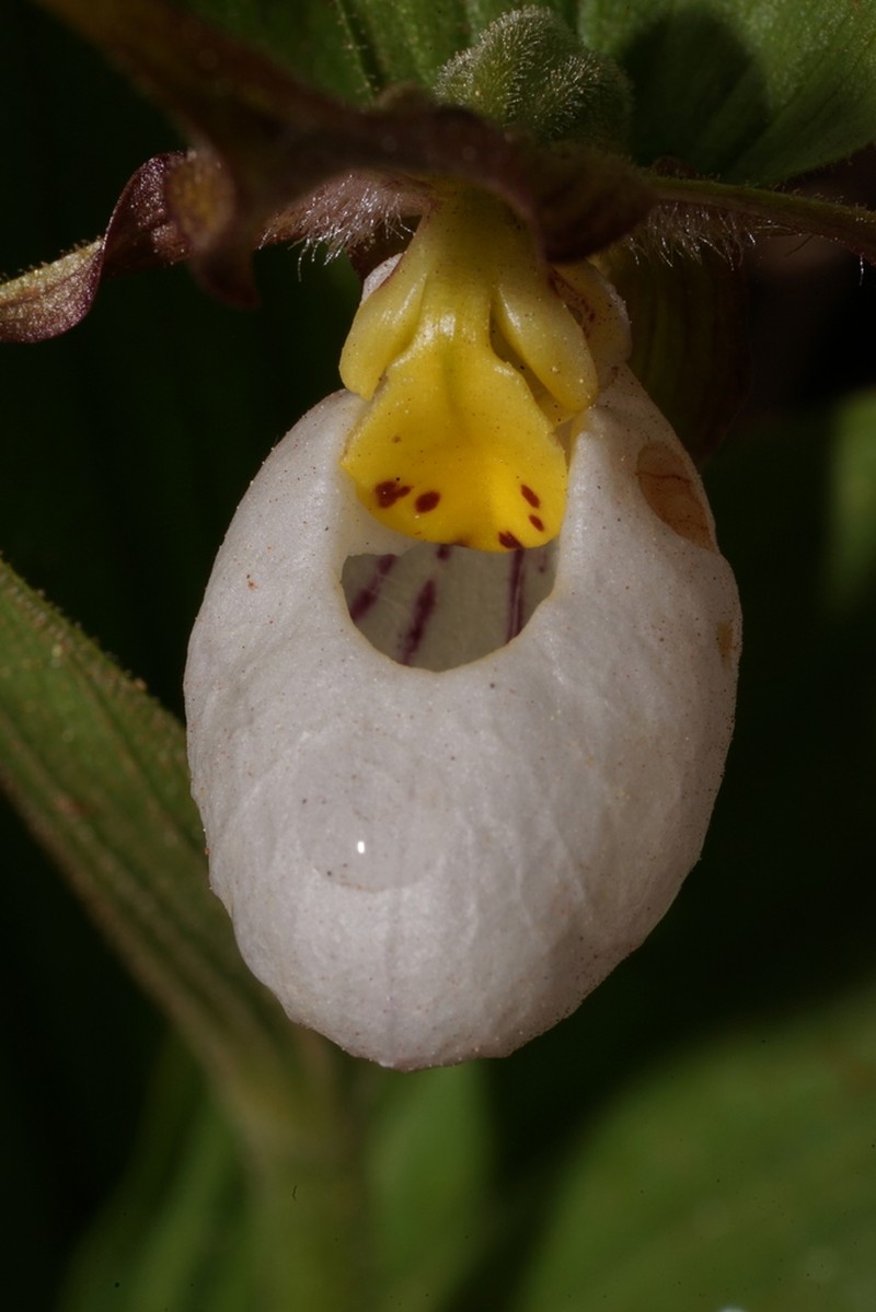 Mountain Lady's Slipper