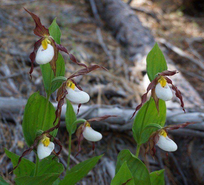 Mountain Lady's Slipper photo 2