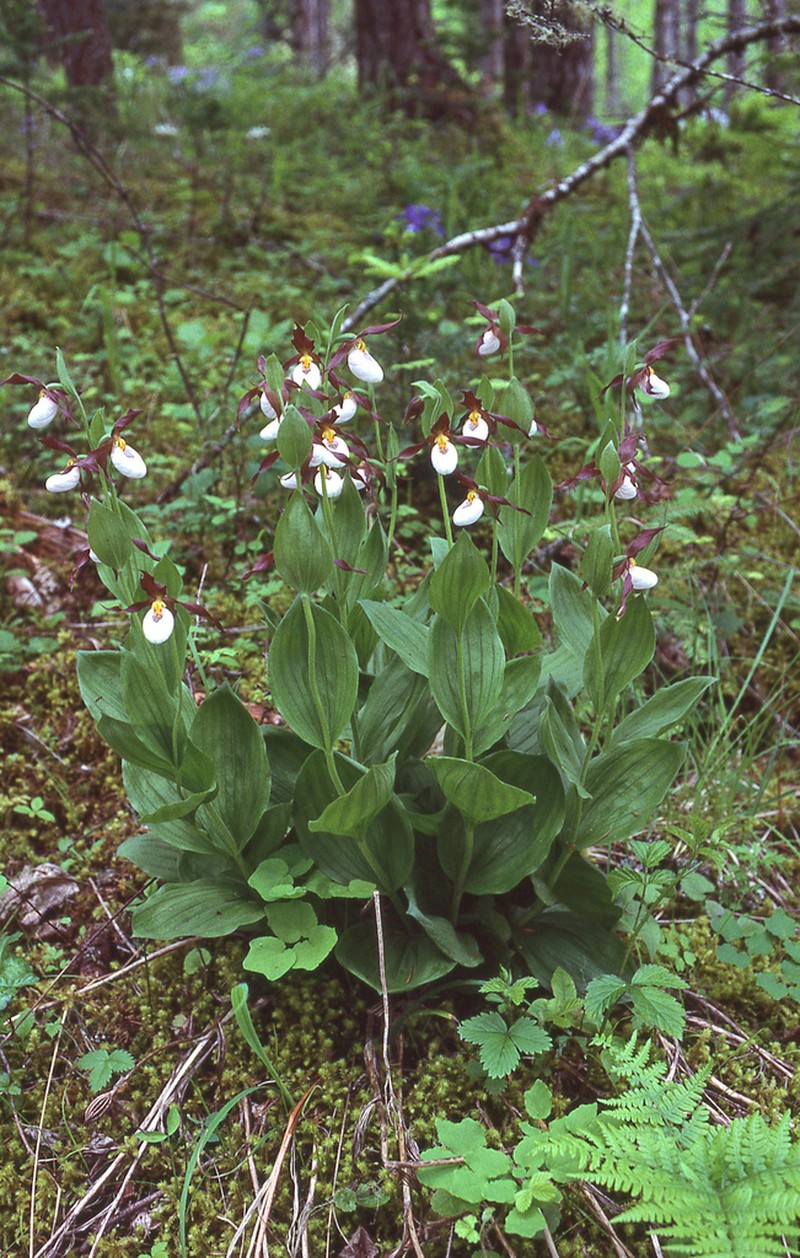 Mountain Lady's Slipper photo 3