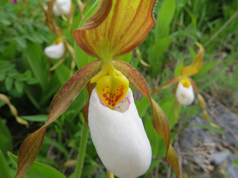 Mountain Lady's Slipper photo 4