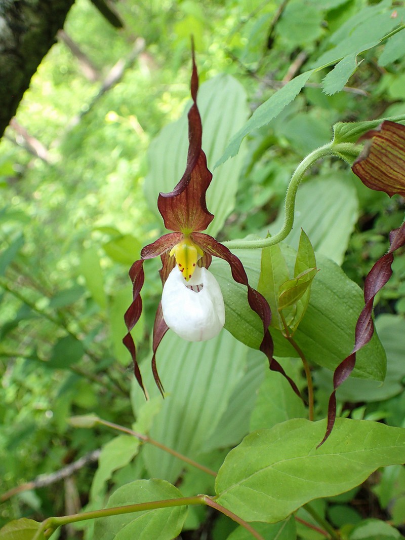 Mountain Lady's Slipper photo 5