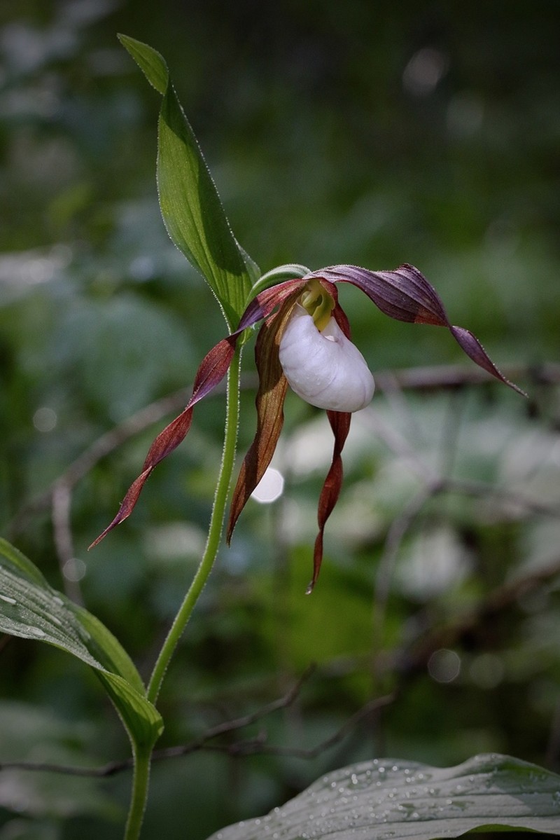 Mountain Lady's Slipper photo 6