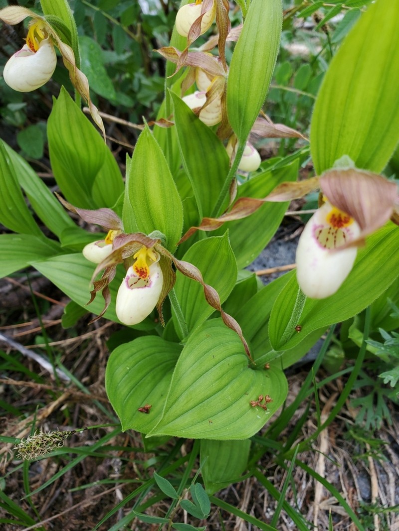 Mountain Lady's Slipper photo 7