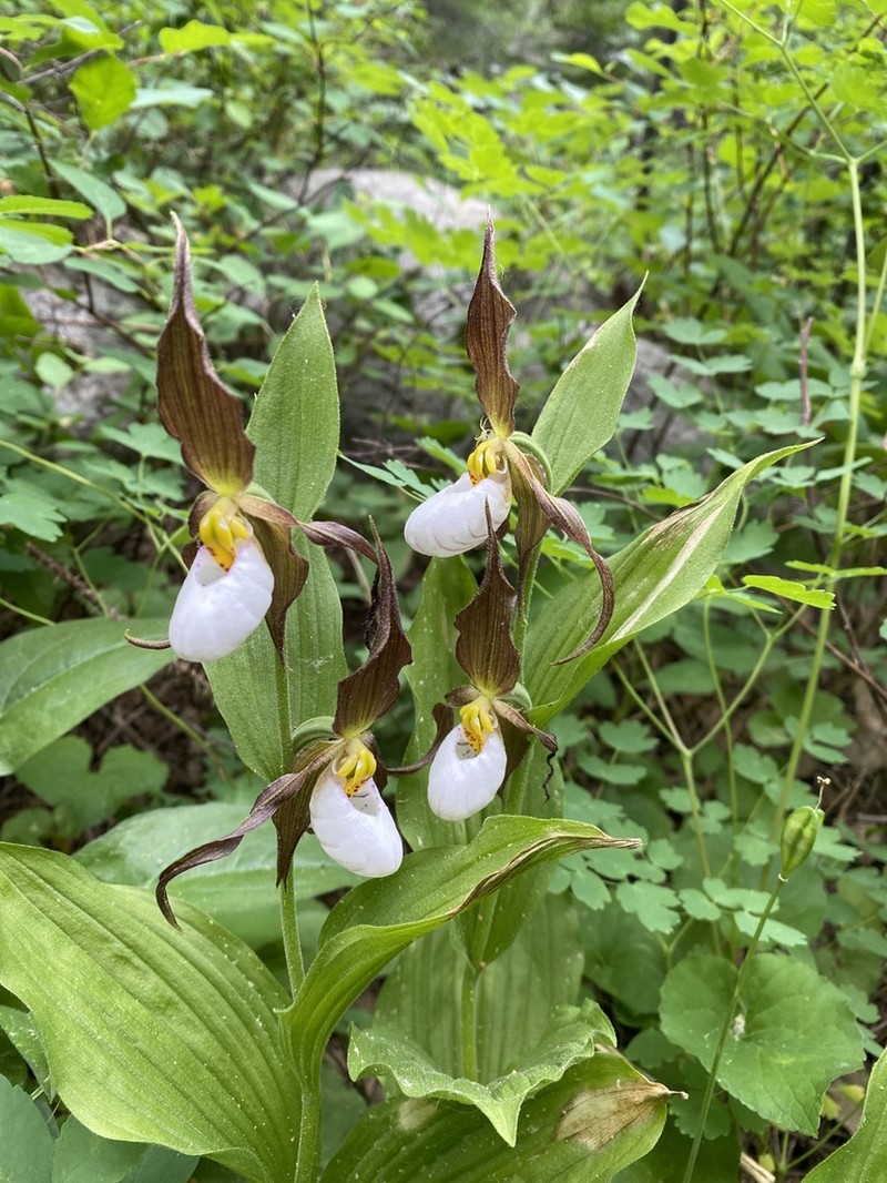 Mountain Lady's Slipper photo 8