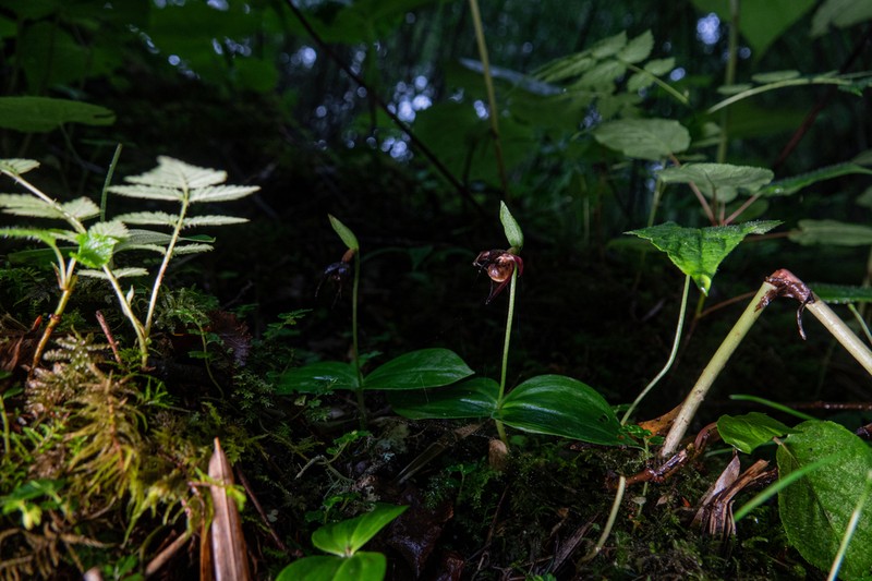 Cypripedium palangshanense