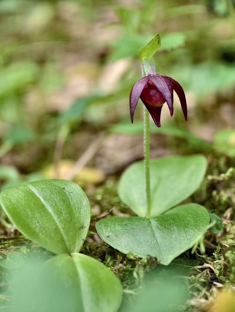 Cypripedium palangshanense photo 2