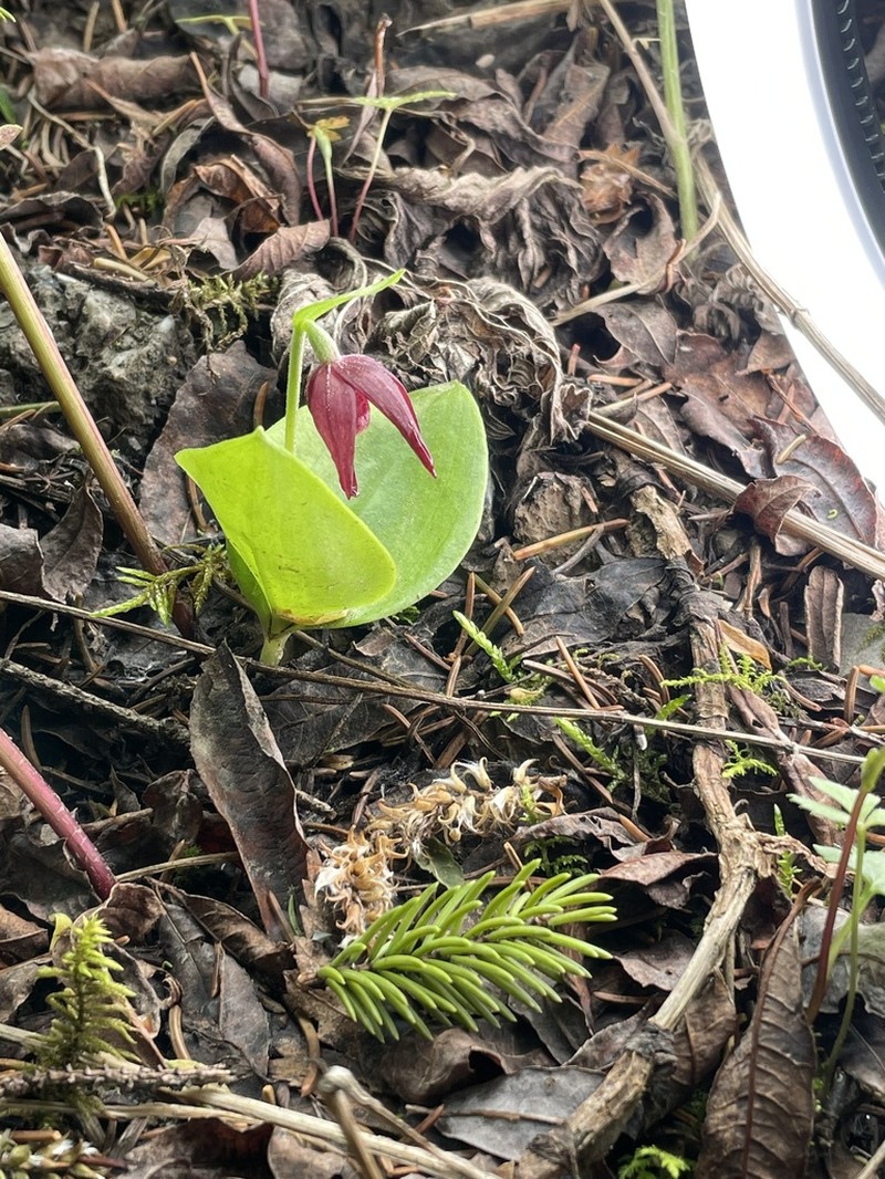 Cypripedium palangshanense photo 3