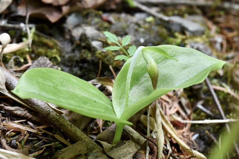 Cypripedium palangshanense photo 4