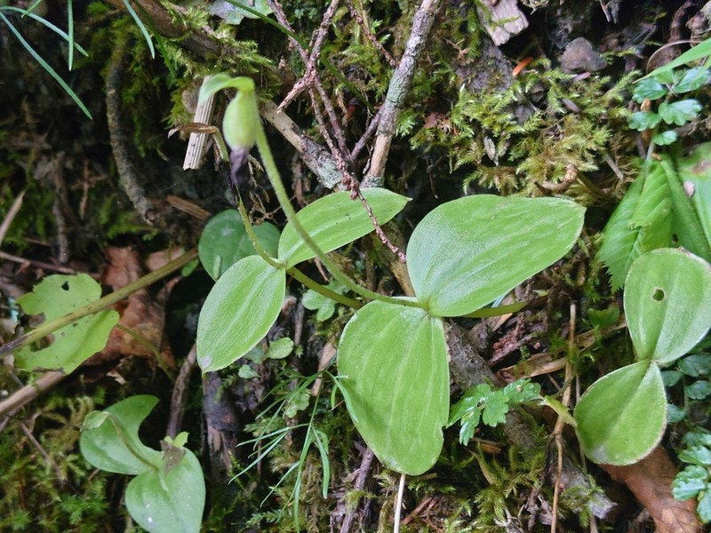 Cypripedium palangshanense photo 5