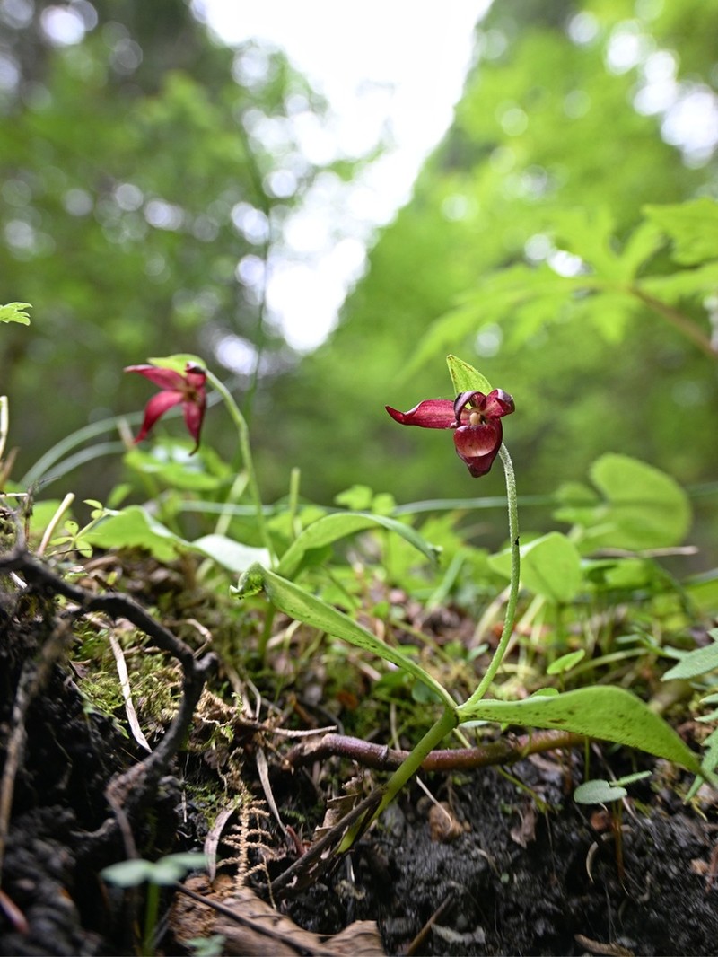 Cypripedium palangshanense photo 6