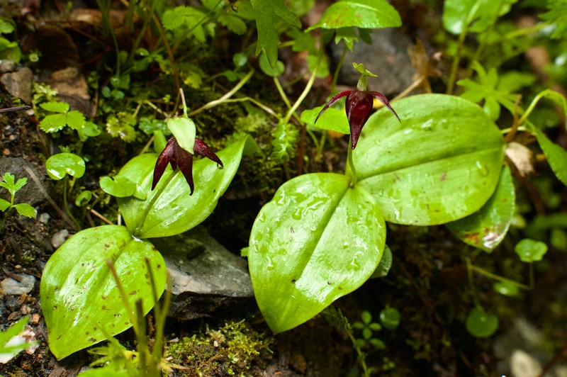 Cypripedium palangshanense photo 7