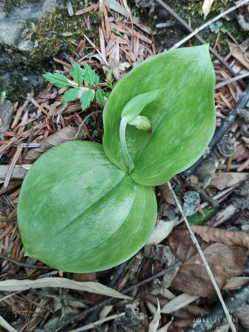 Cypripedium palangshanense photo 8