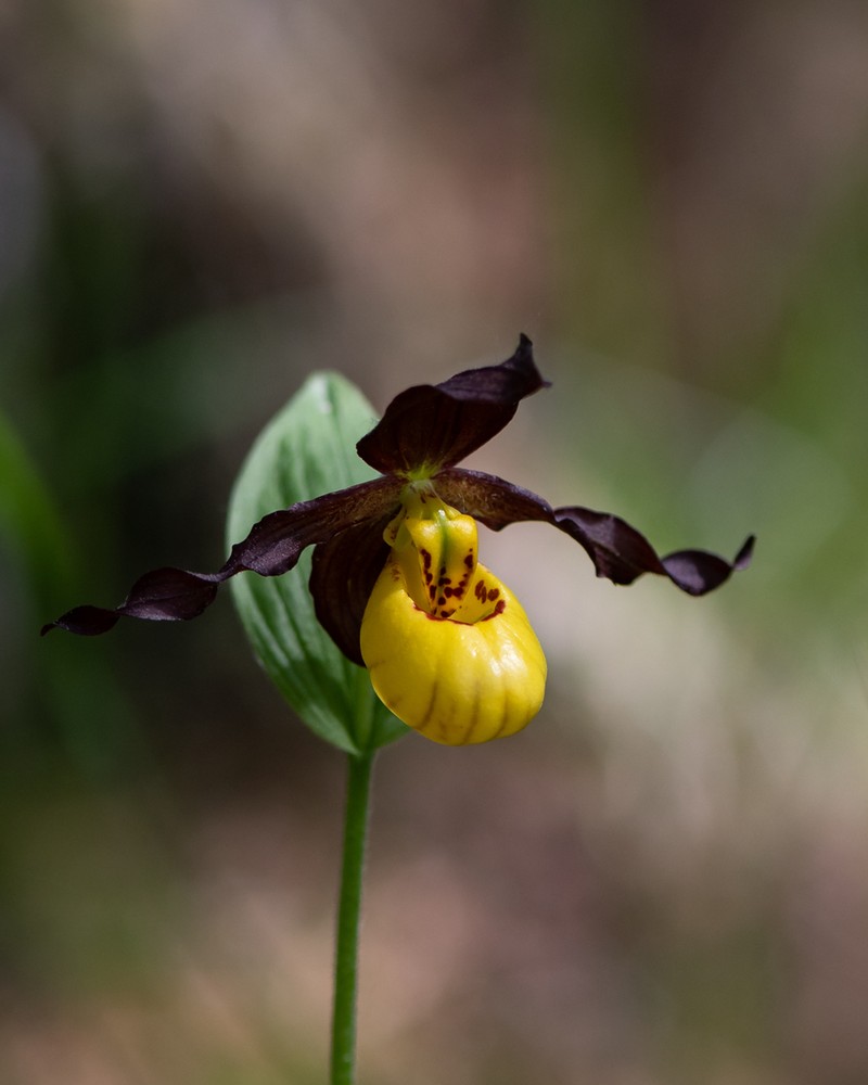 Lesser Yellow Lady's Slipper