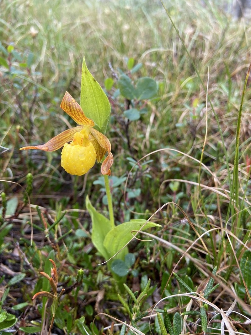 Lesser Yellow Lady's Slipper photo 2