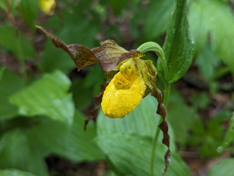 Lesser Yellow Lady's Slipper photo 3