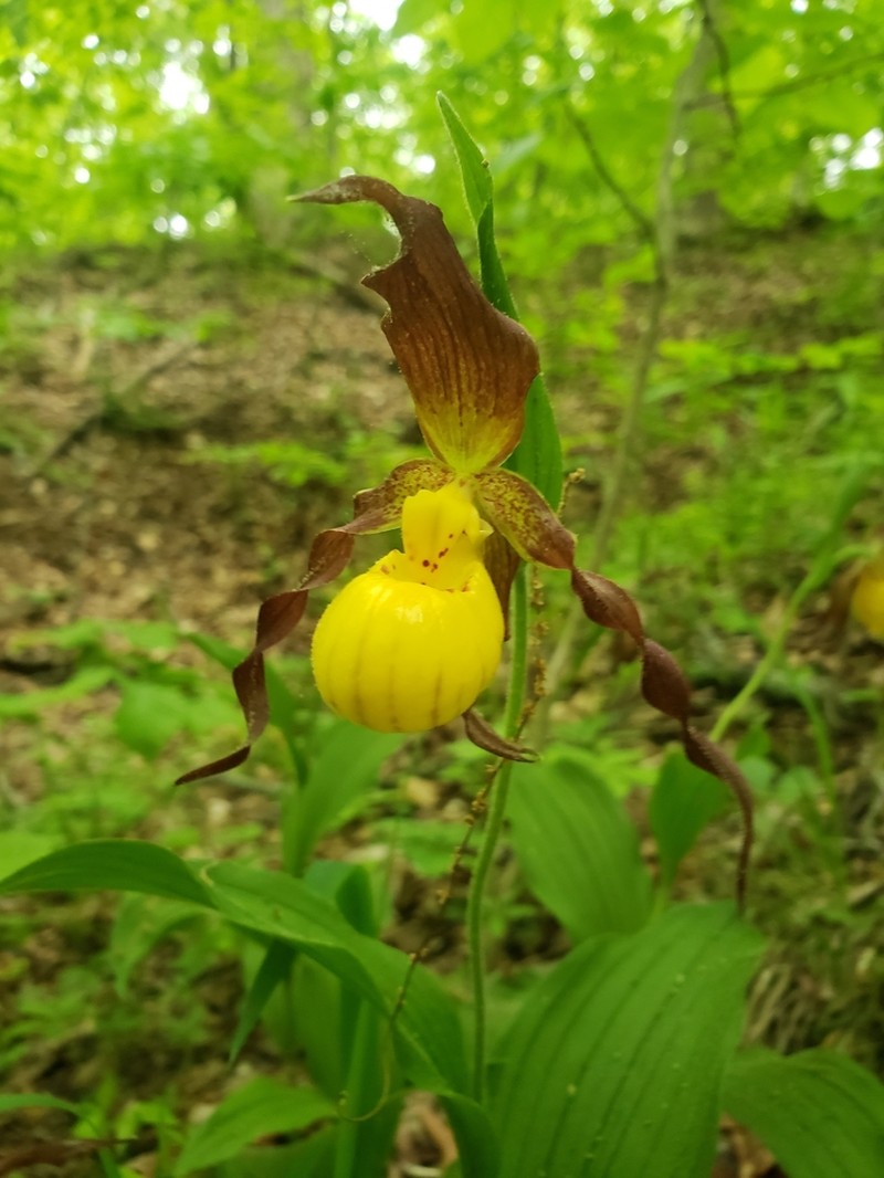Lesser Yellow Lady's Slipper photo 4