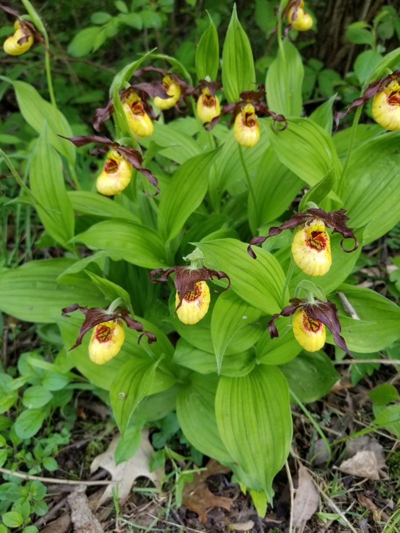 Lesser Yellow Lady's Slipper photo 5