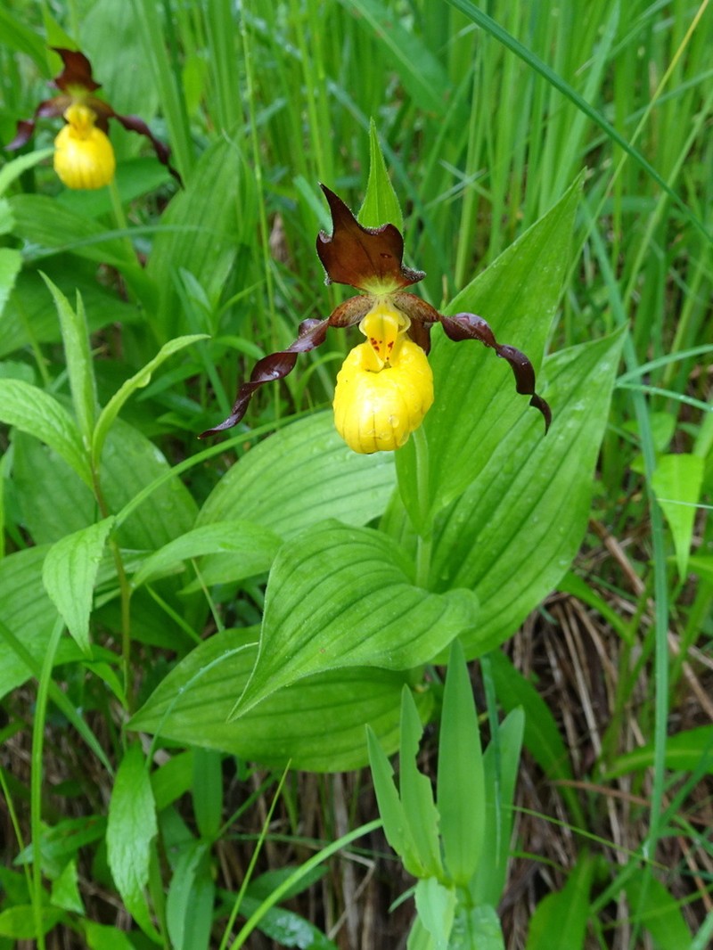 Lesser Yellow Lady's Slipper photo 6