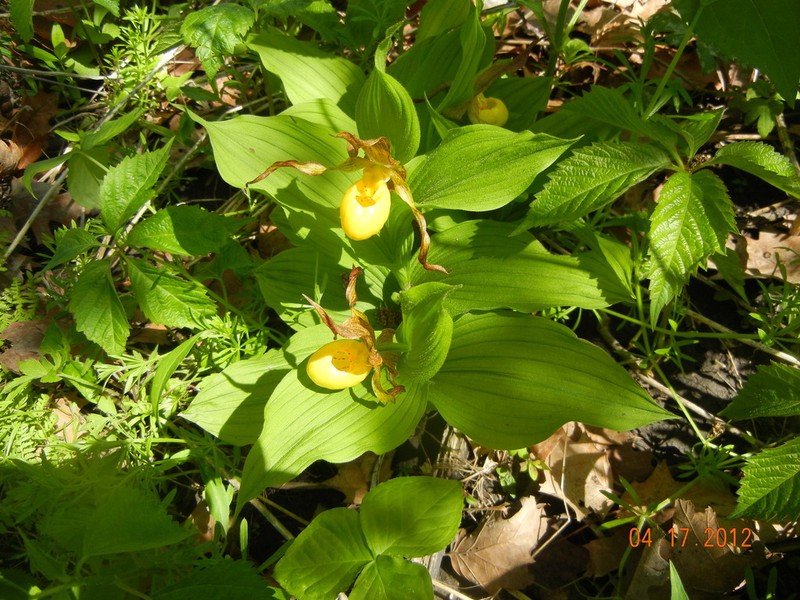 Lesser Yellow Lady's Slipper photo 7