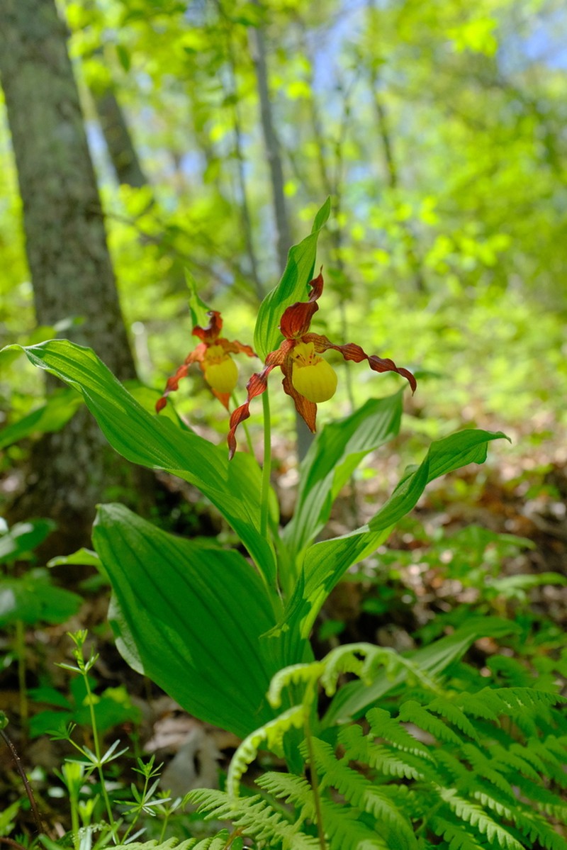Lesser Yellow Lady's Slipper photo 8