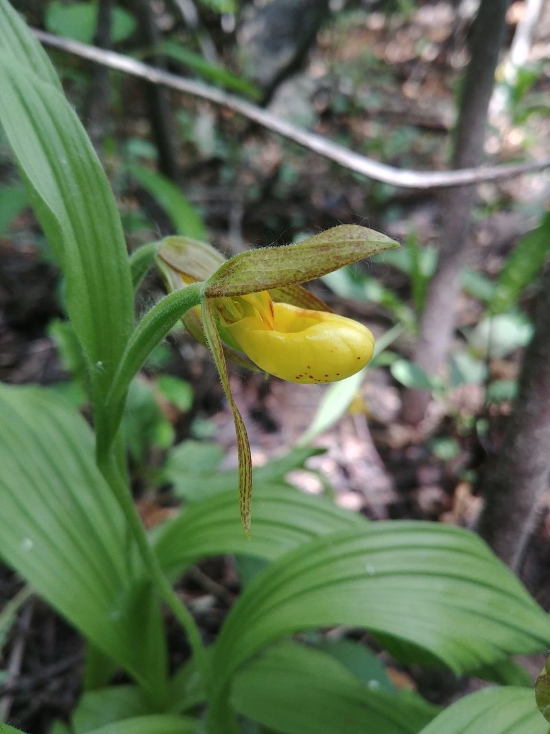 Cypripedium parviflorum var. exiliens