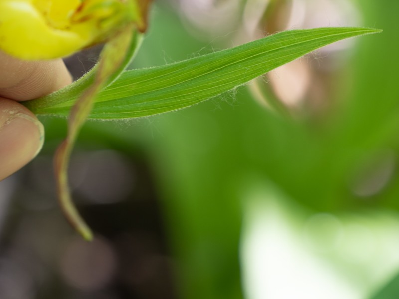 Cypripedium parviflorum var. exiliens photo 2