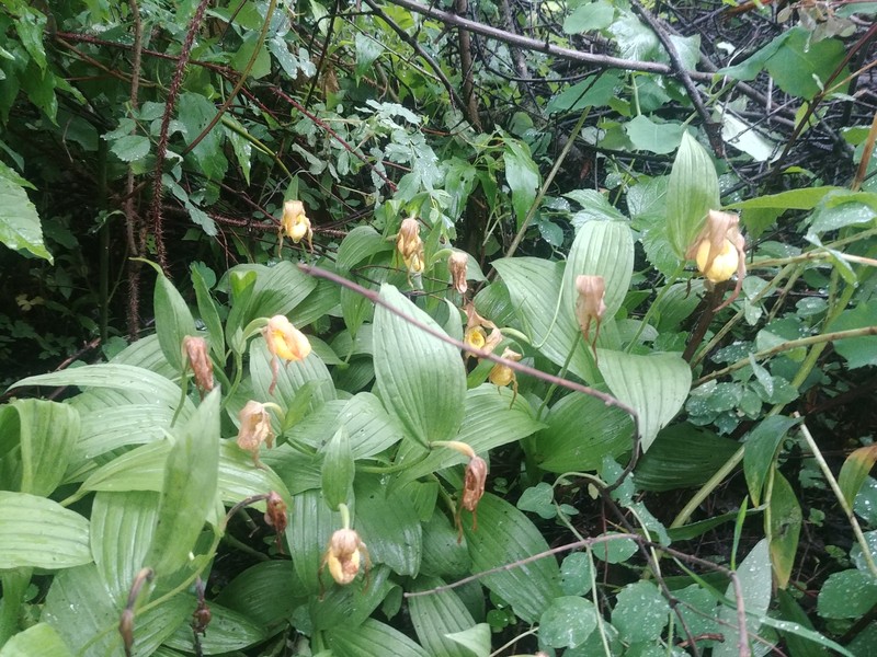 Cypripedium parviflorum var. exiliens photo 3