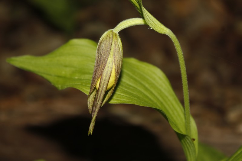 Cypripedium parviflorum var. makasin