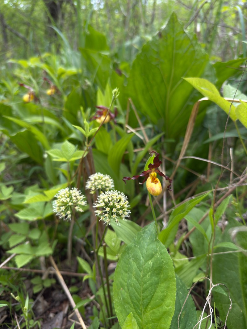 Cypripedium parviflorum var. makasin photo 2