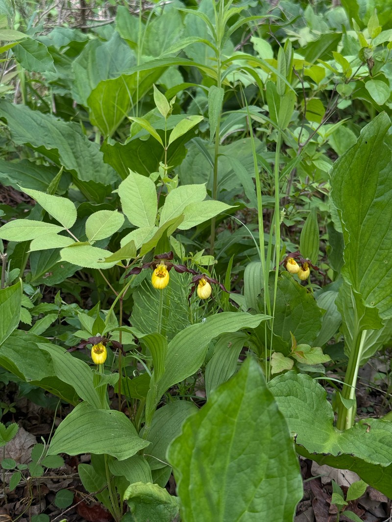 Cypripedium parviflorum var. makasin photo 3