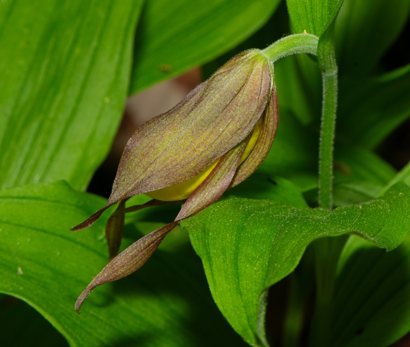 Cypripedium parviflorum var. makasin photo 4